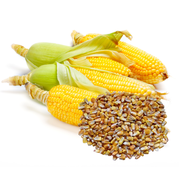 Three husks of corn behind a heap of corn grains.