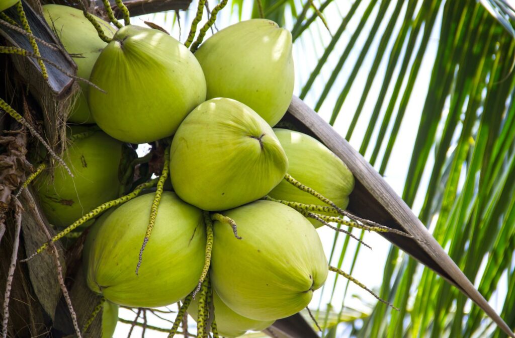 a bunch of green coconuts hanging from a tree