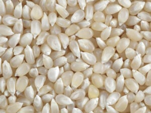 Close-up of whitish popcorn grains.
